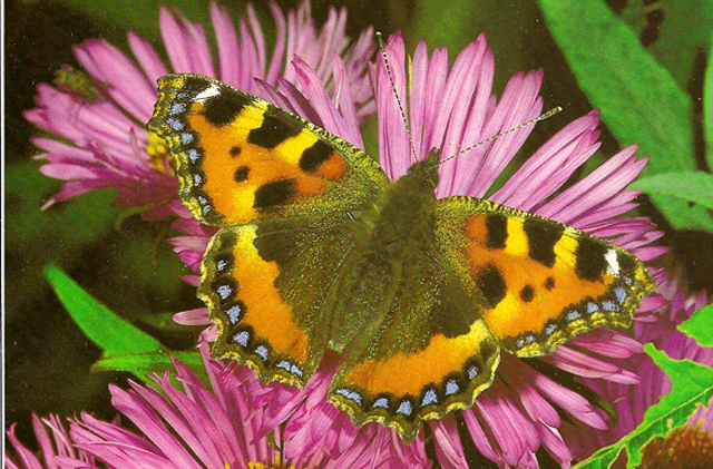 Butterfly